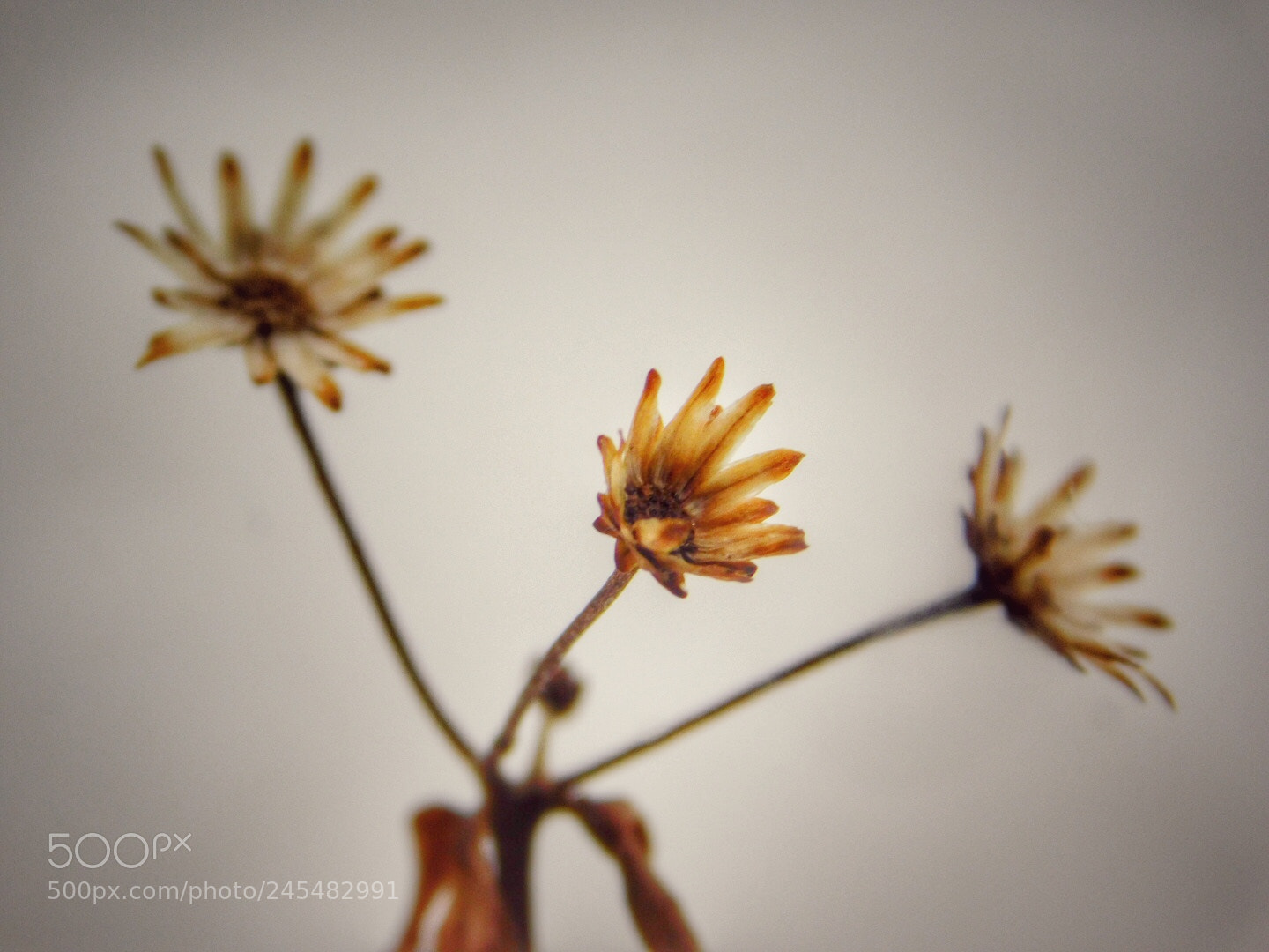 Nikon Coolpix B500 sample photo. February wildflowers photography