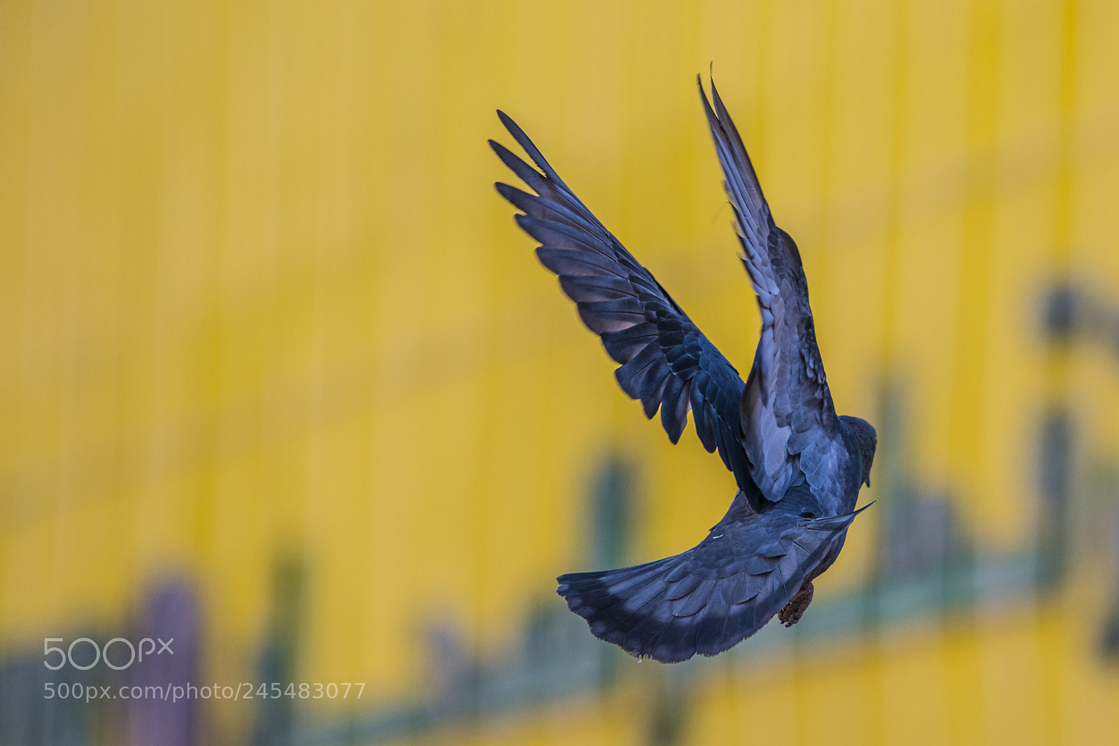Nikon D850 sample photo. Fly photography