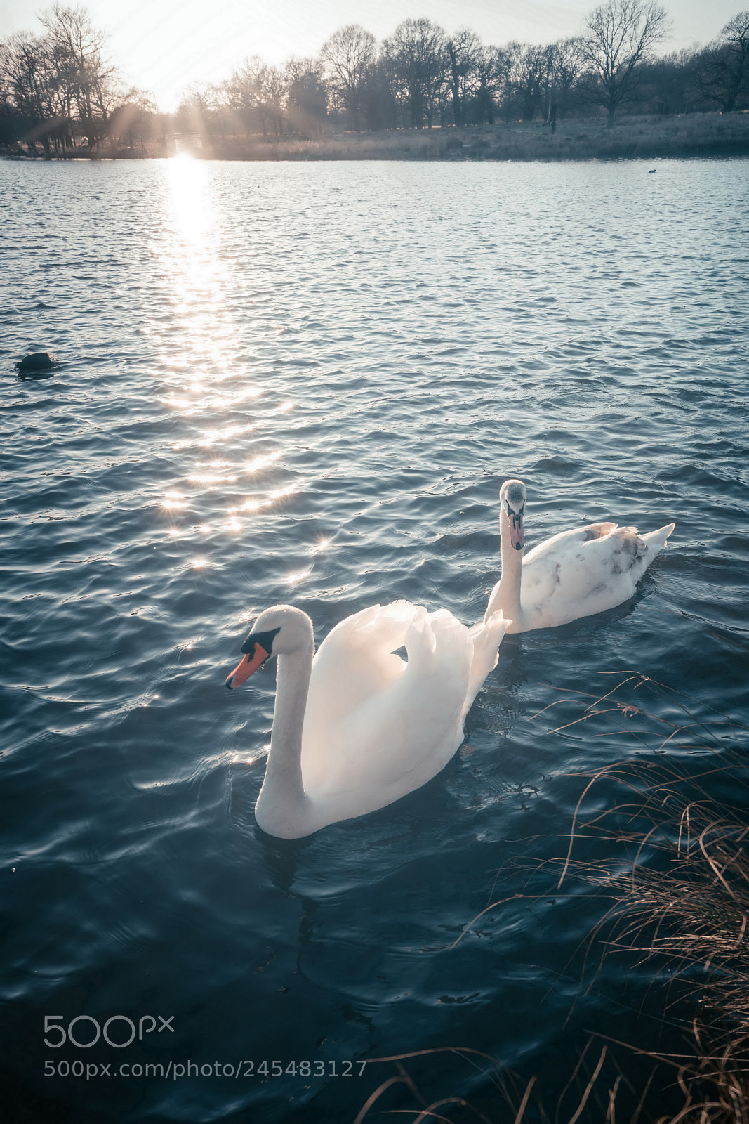 Sony a7R II sample photo. Bating photography
