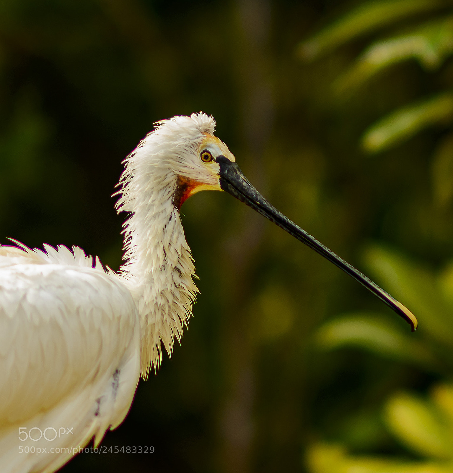 Nikon D800 sample photo. Exotic profile photography