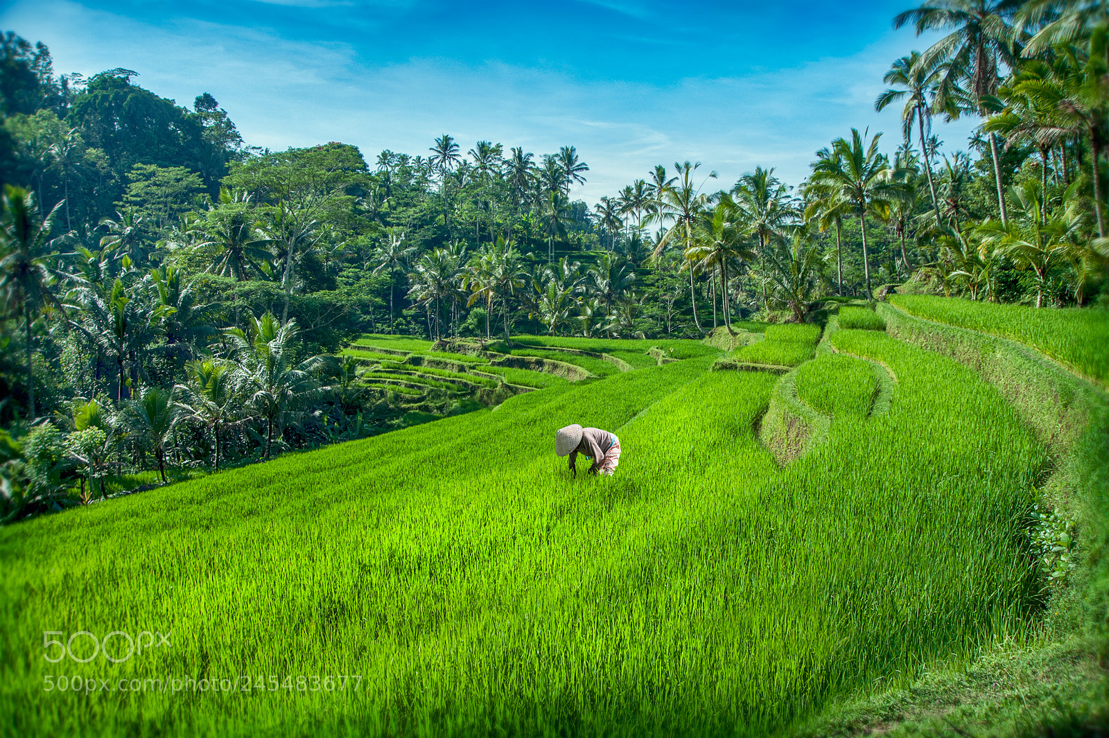 Nikon D700 sample photo. Rice field / bali photography
