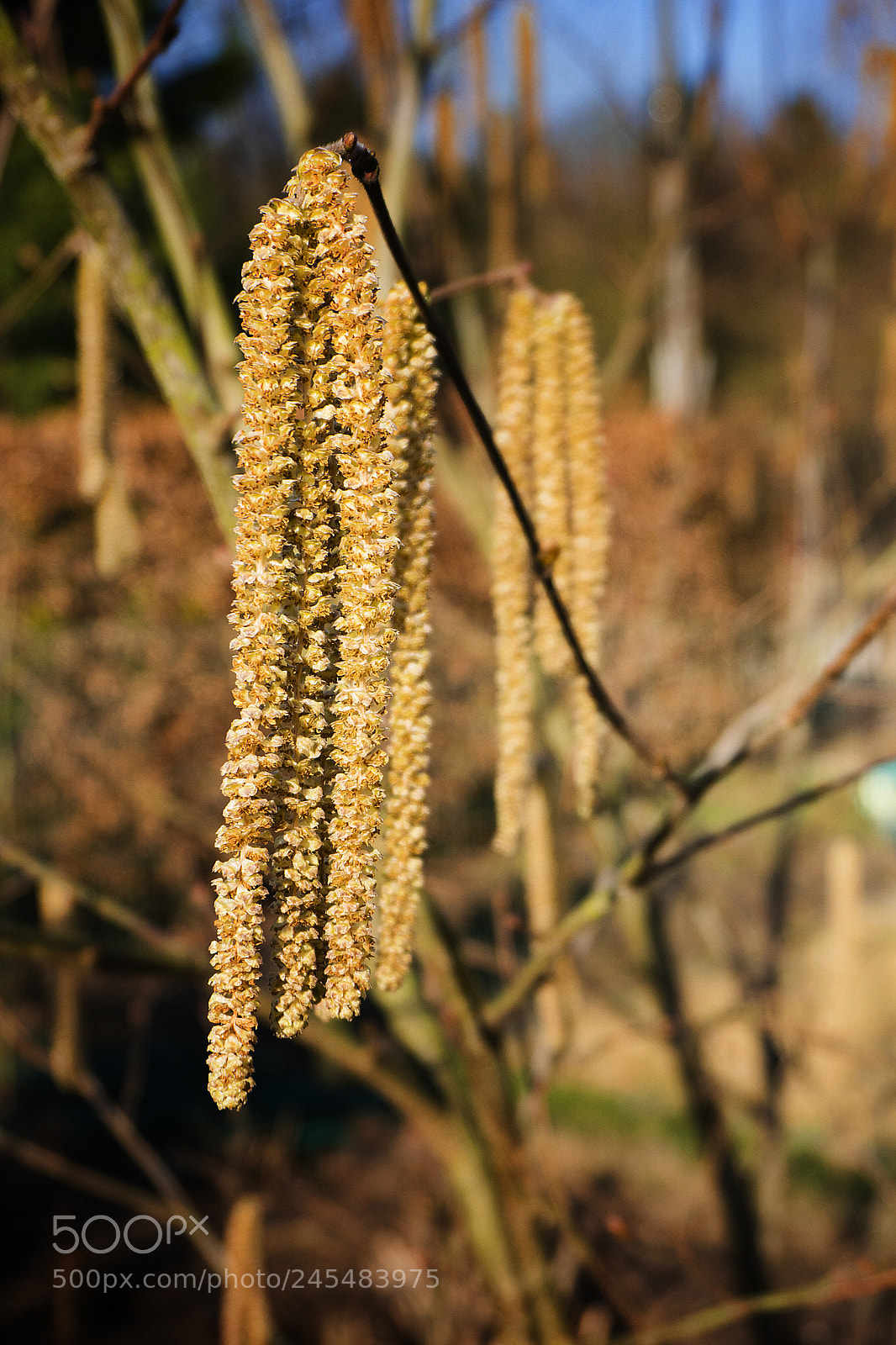 Sony a6300 sample photo. Corylus avellana photography