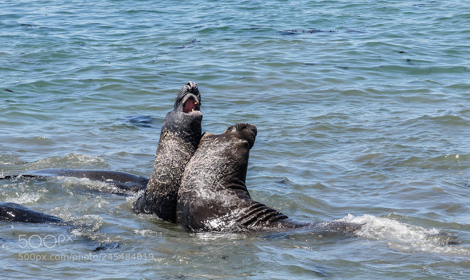 Sony Alpha NEX-6 sample photo. Elephant seal having a photography