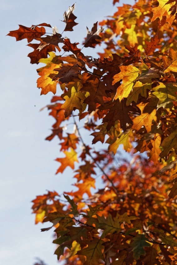 Canon EF 70-200mm F4L IS USM sample photo. Chêne rouge en automne photography
