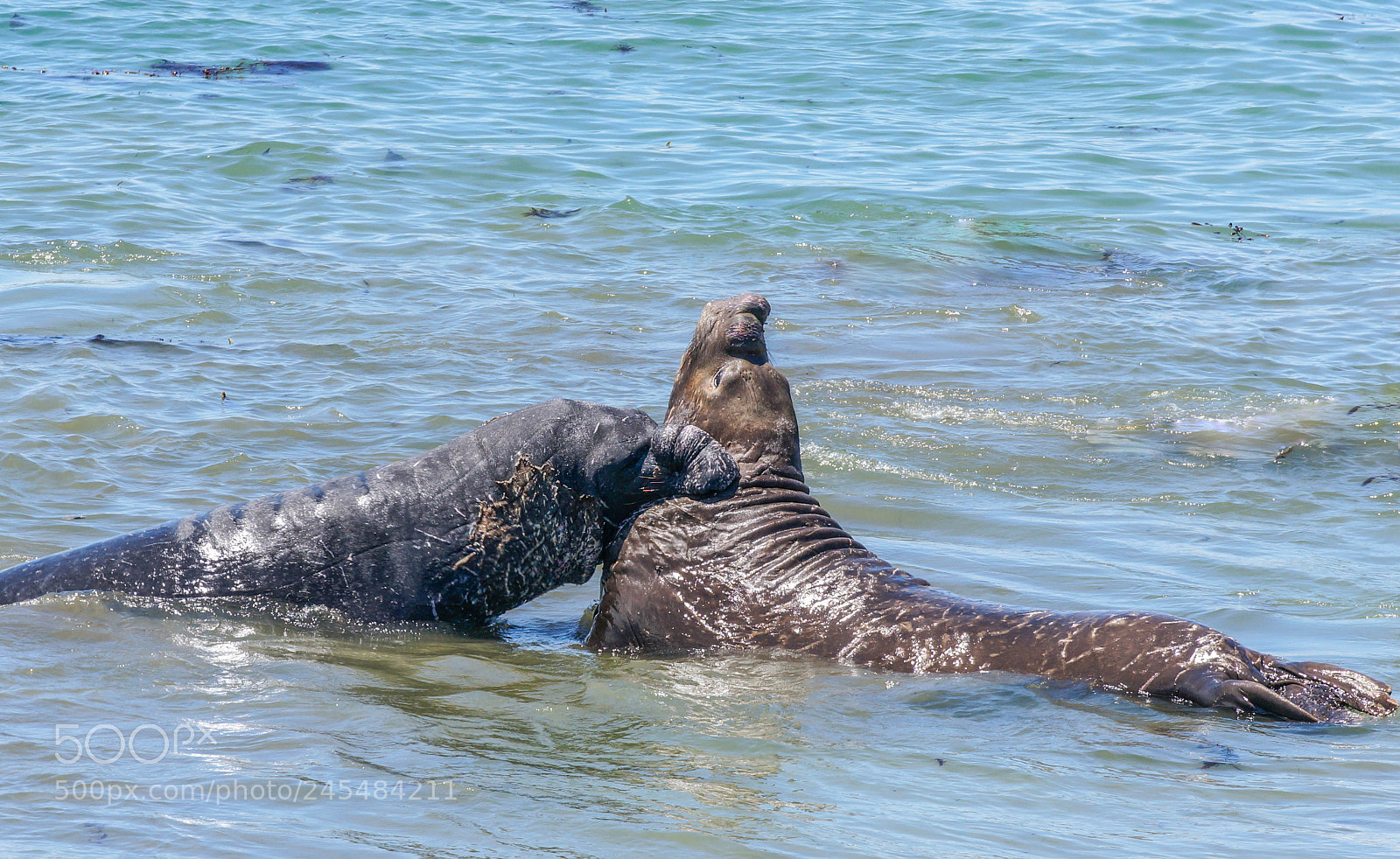 Sony Alpha NEX-6 sample photo. Elephant seal males mating photography