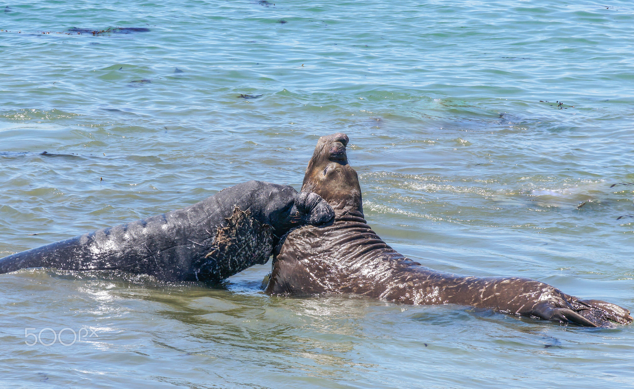 Elephant seal males mating preaperations