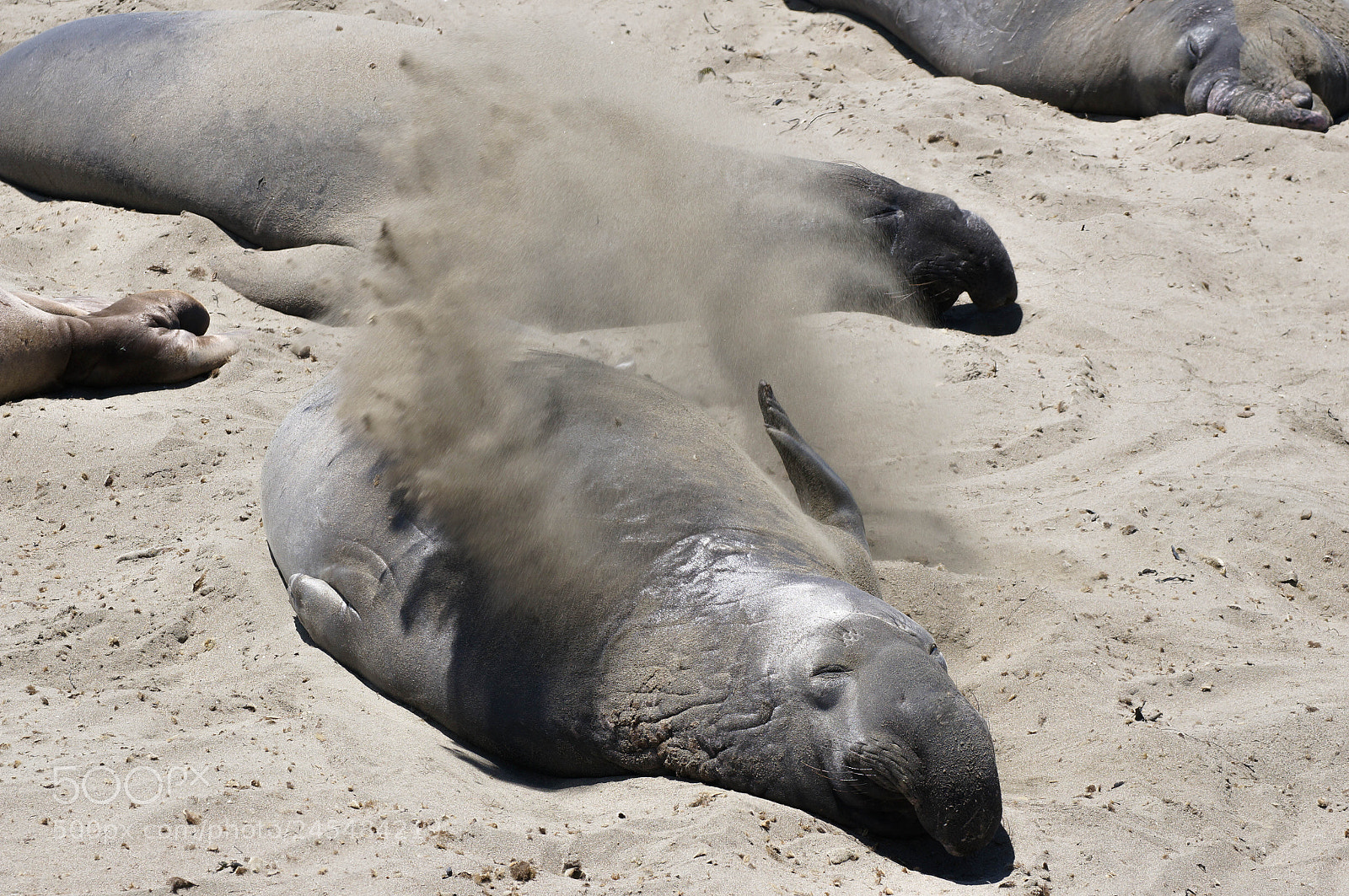 Sony Alpha NEX-6 sample photo. Elephant seal having a photography