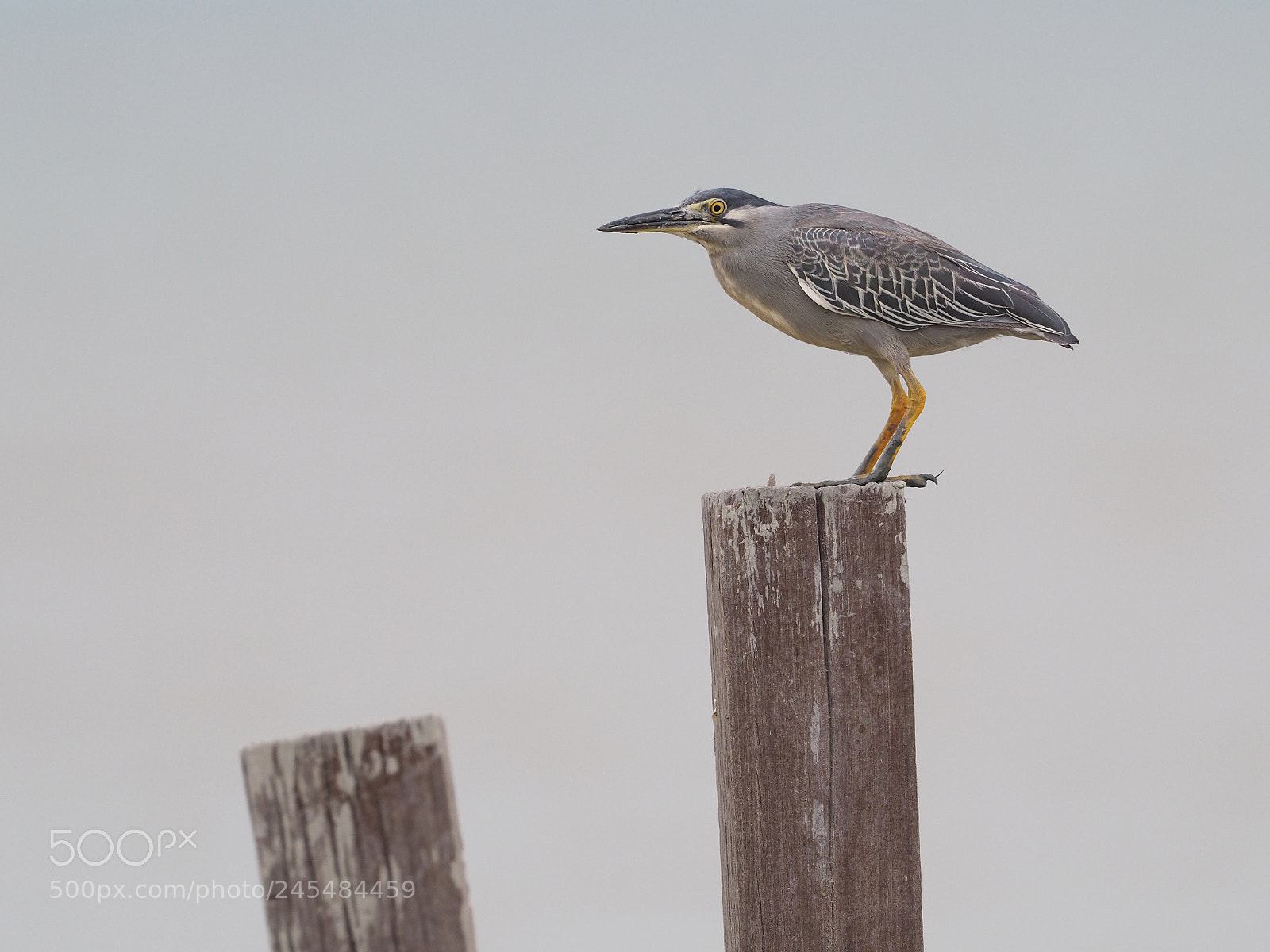 Olympus OM-D E-M1 Mark II sample photo. Striated heron or little photography