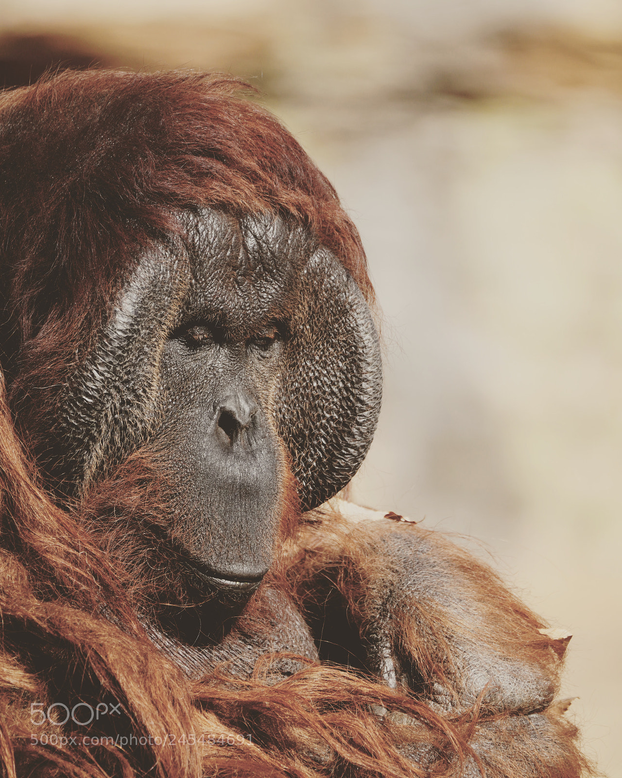 Sony a7R III sample photo. Orangutan photography