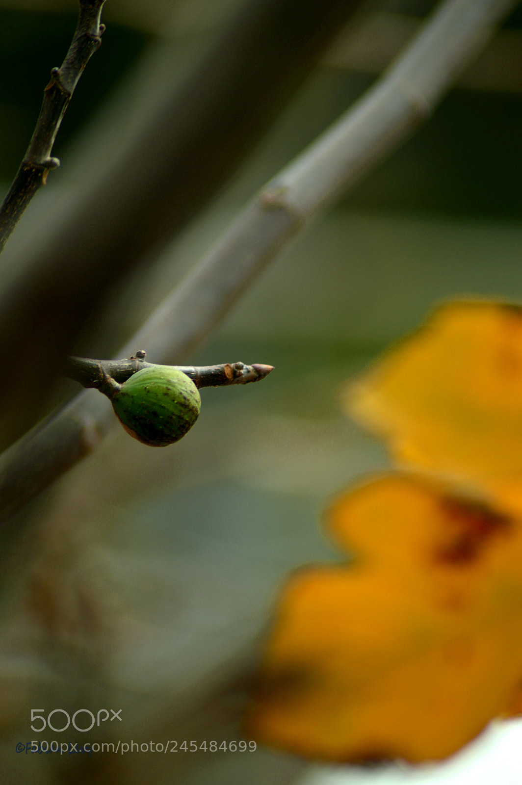 Nikon D3200 sample photo. Higuiverd photography
