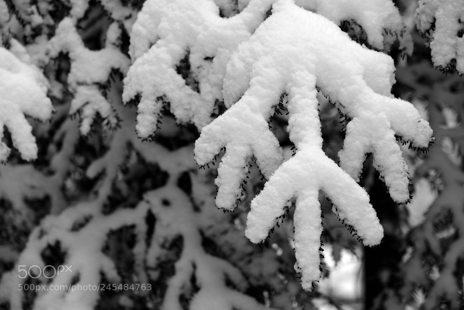 Nikon D800 sample photo. Pied de poulet photography