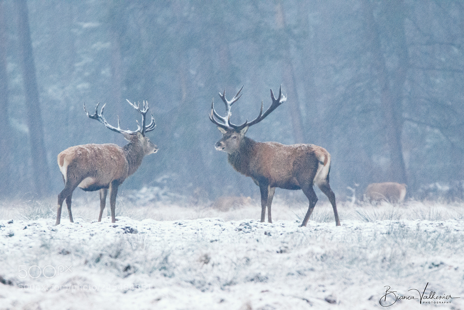Canon EOS 7D Mark II sample photo. The antlers photography