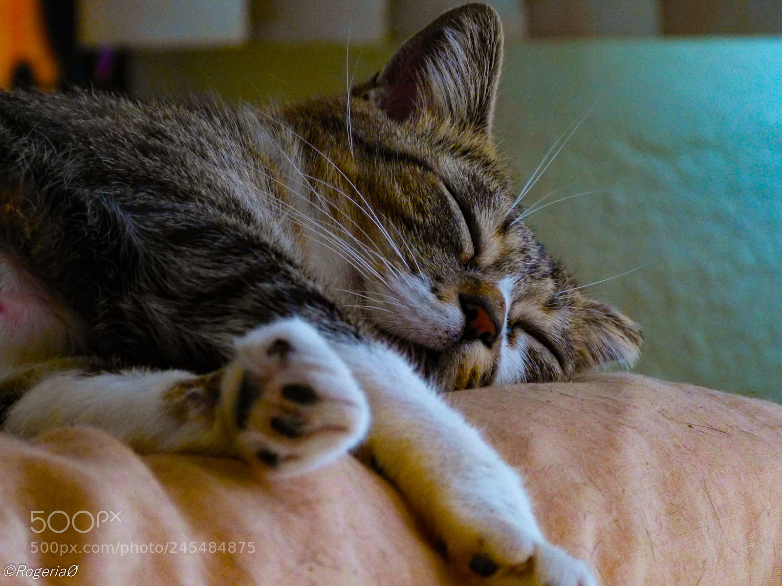 Panasonic Lumix DMC-FZ150 sample photo. 215.jpg photography