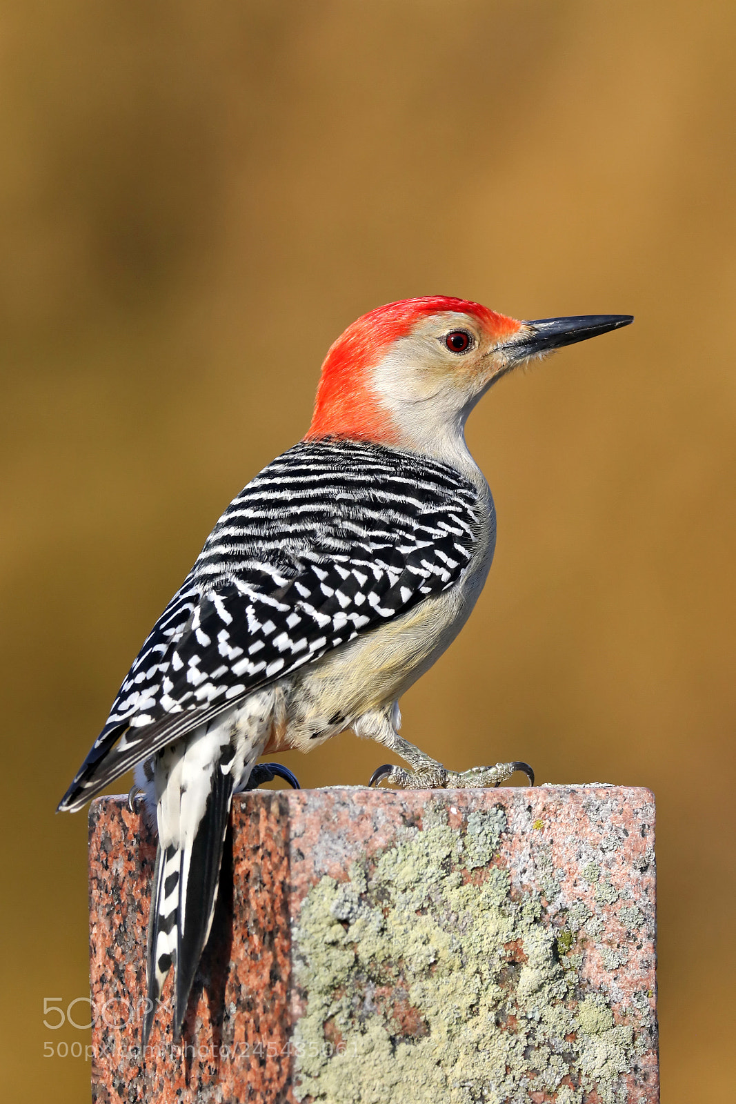 Canon EOS 7D Mark II sample photo. Red-bellied woodpecker photography