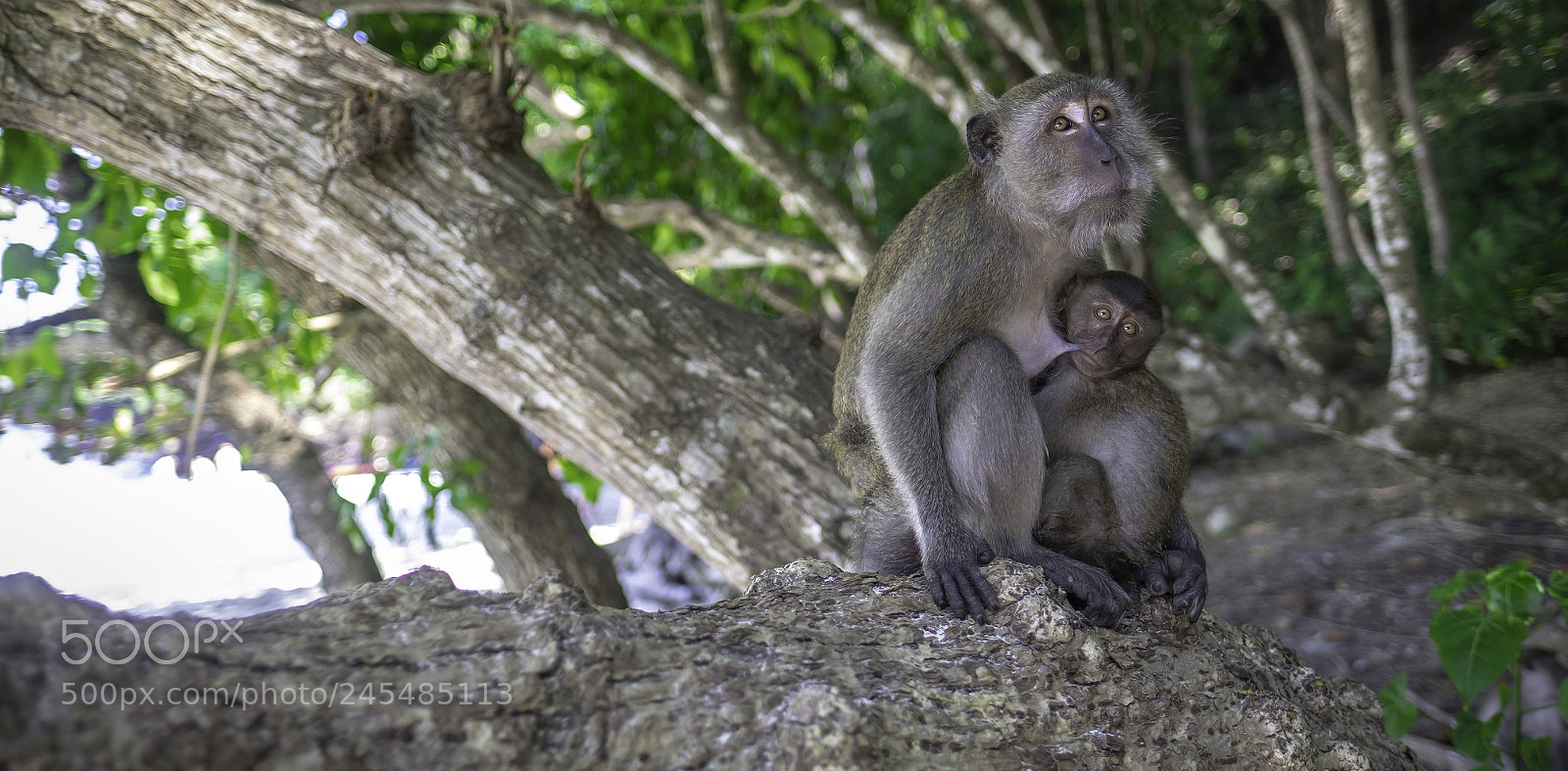Fujifilm X-T1 sample photo. Monkey beach photography