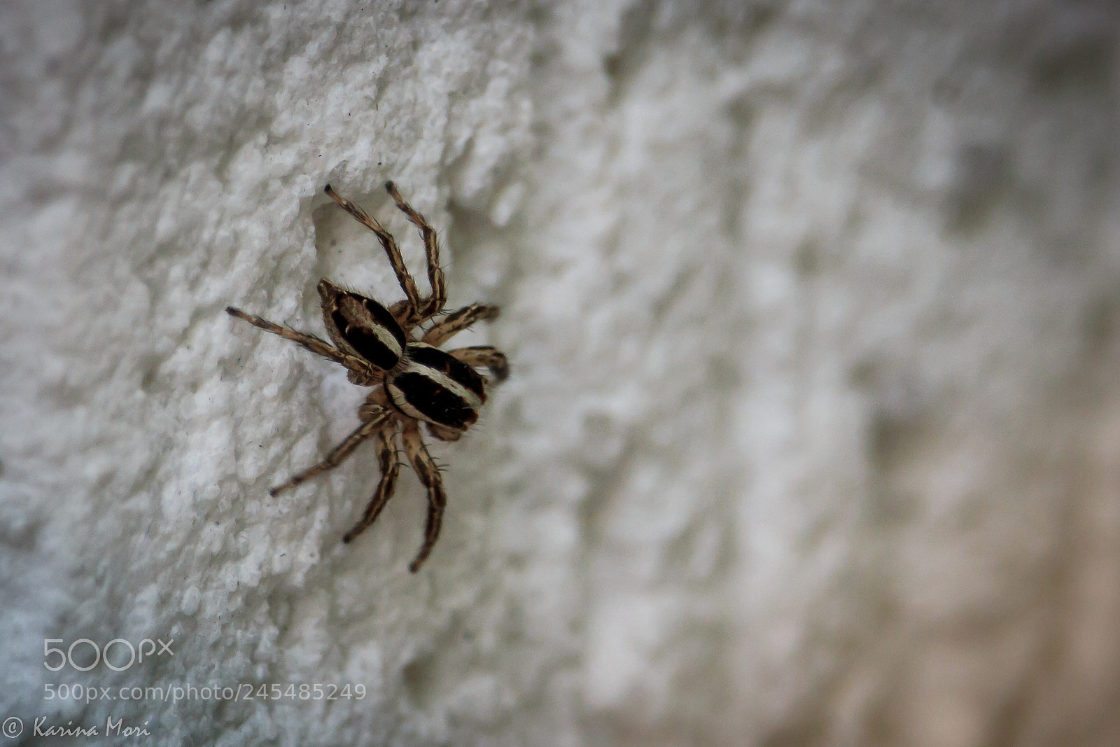 Canon EOS 600D (Rebel EOS T3i / EOS Kiss X5) sample photo. The itsy-bitsy spider photography