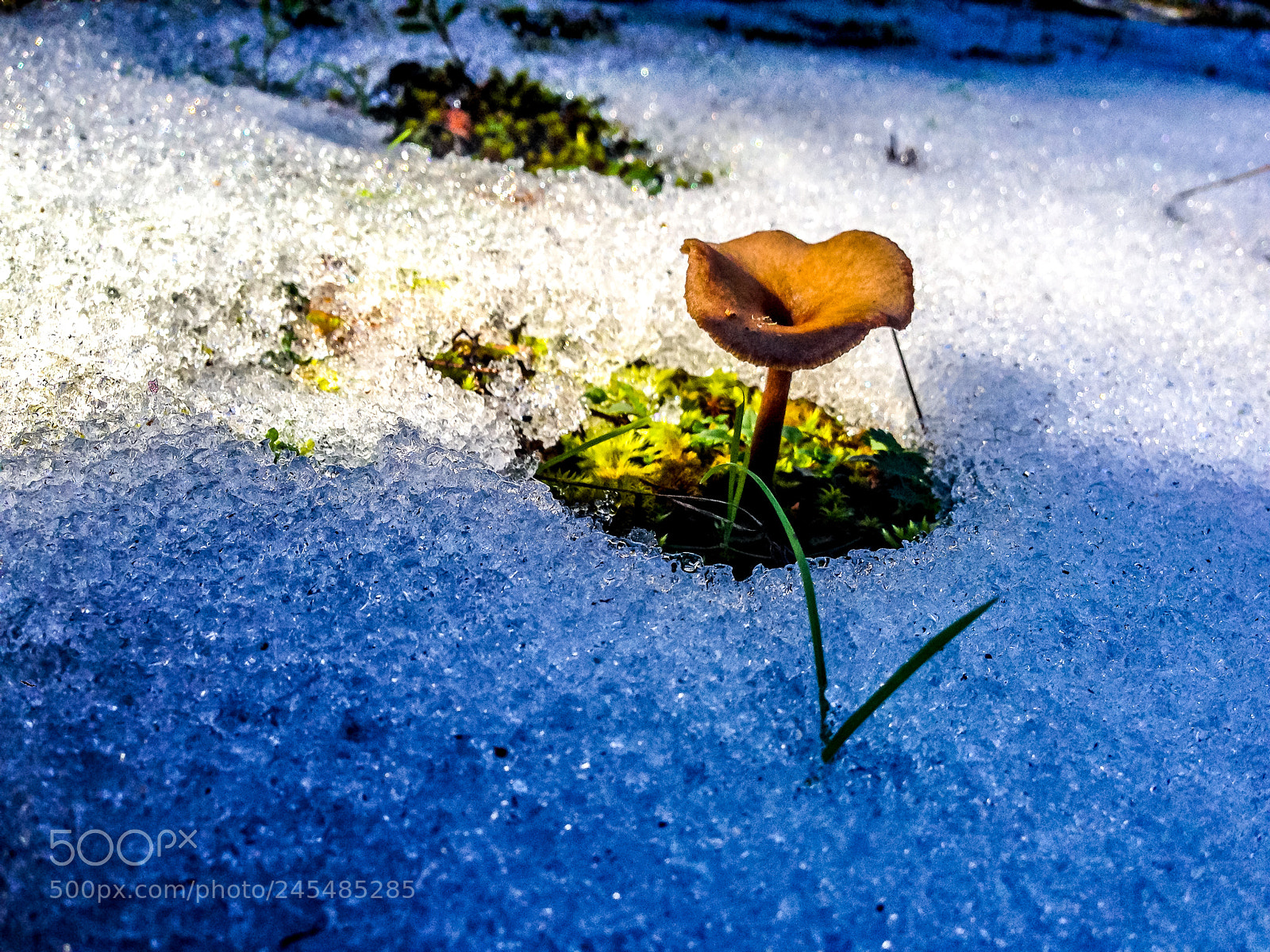 Apple iPhone 5 sample photo. Snow mushroom photography
