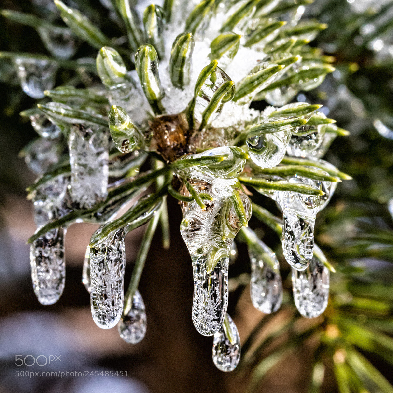 Canon EOS 7D Mark II sample photo. Frozen pine photography