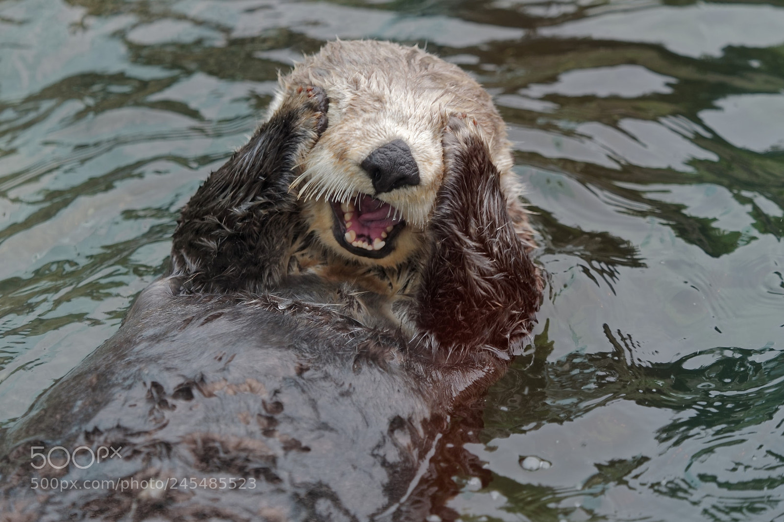 Panasonic Lumix DC-GH5 sample photo. Sea otter photography