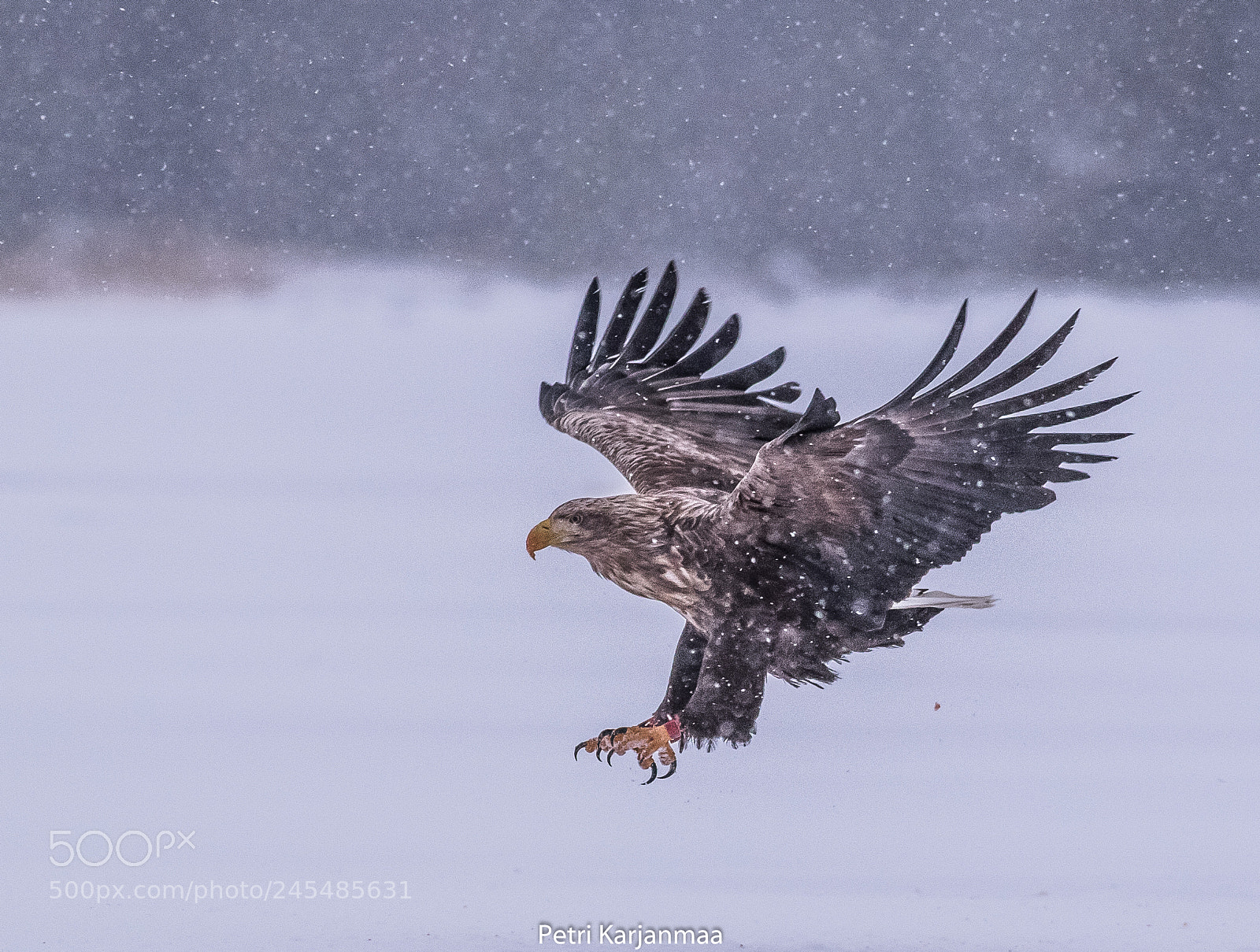 Canon EOS 7D Mark II sample photo. Eagle and snow rain photography