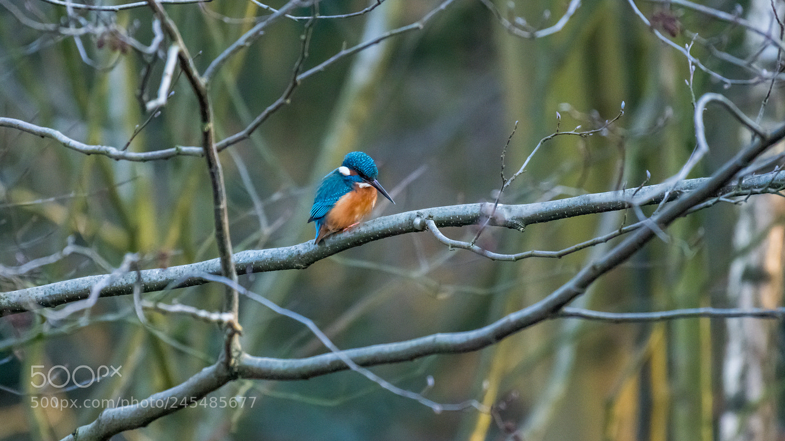 Nikon D500 sample photo. Kingfisher photography