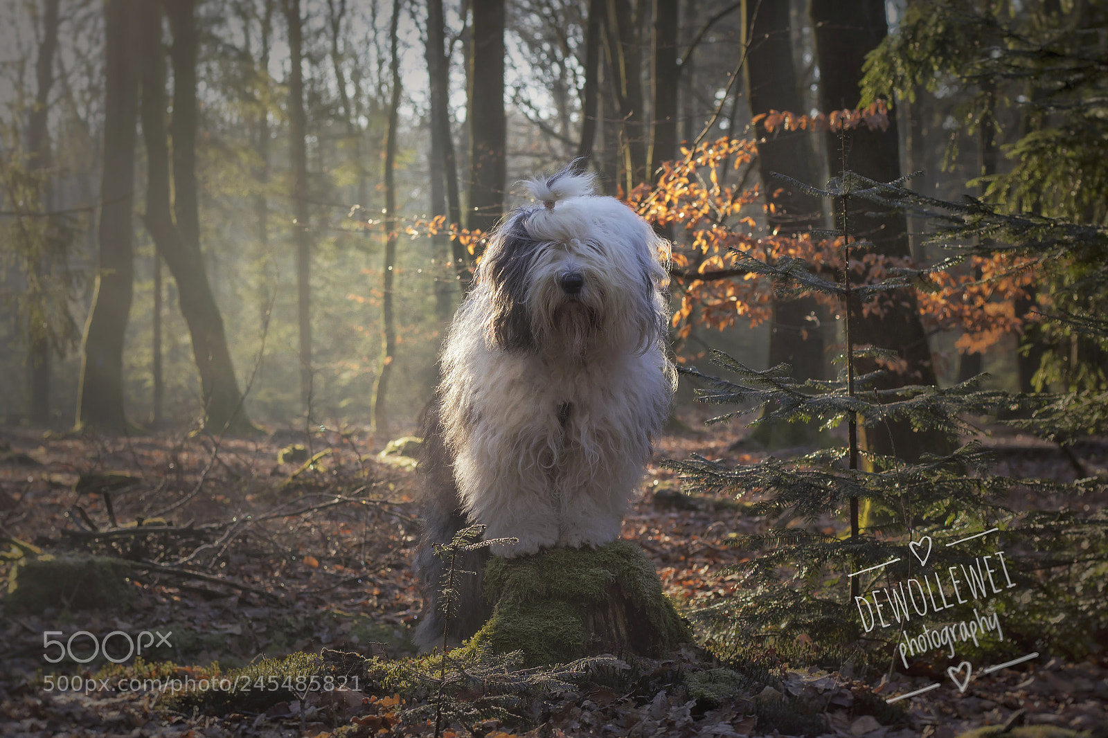 Canon EOS 7D Mark II sample photo. Scarlett photography