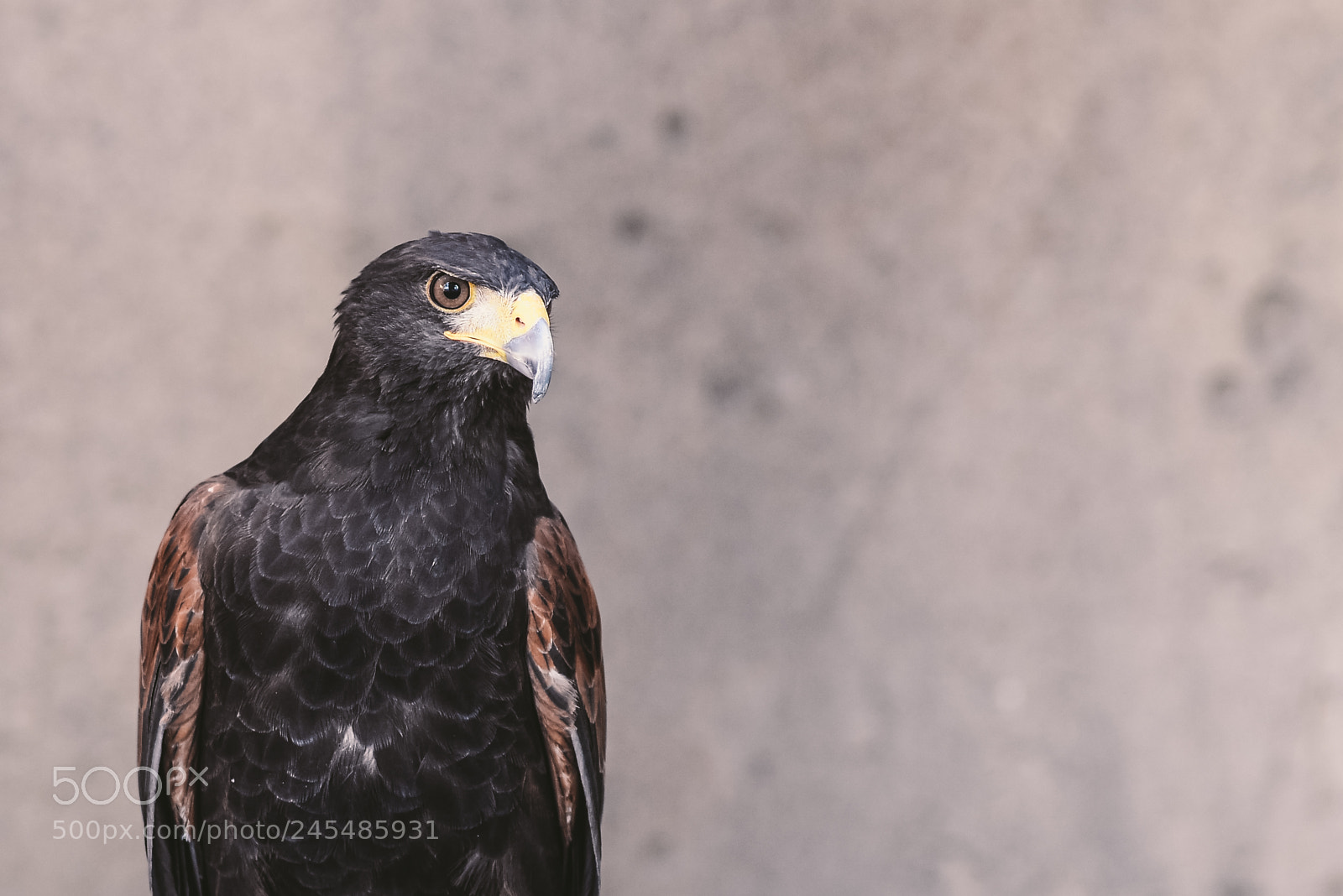 Nikon D610 sample photo. Harris's hawk photography