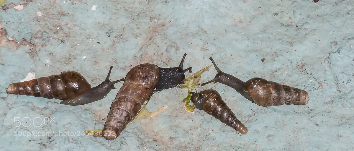 Panasonic Lumix DMC-ZS7 (Lumix DMC-TZ10) sample photo. Terrestrial snails photography