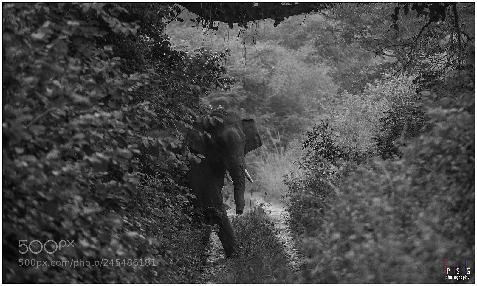 Nikon D800E sample photo. Emergence of a titan photography