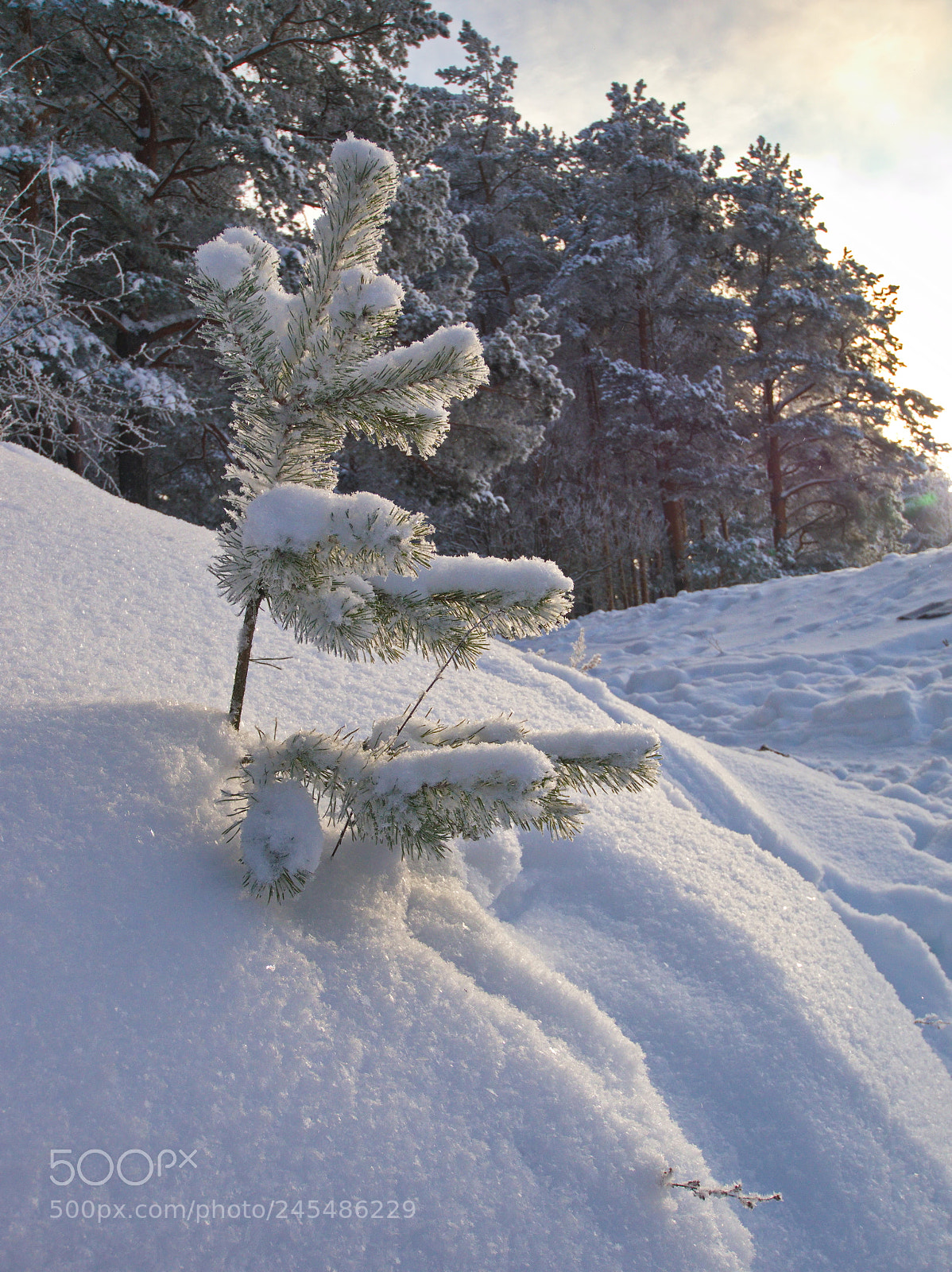 Panasonic Lumix DMC-G5 sample photo. A small pine after photography