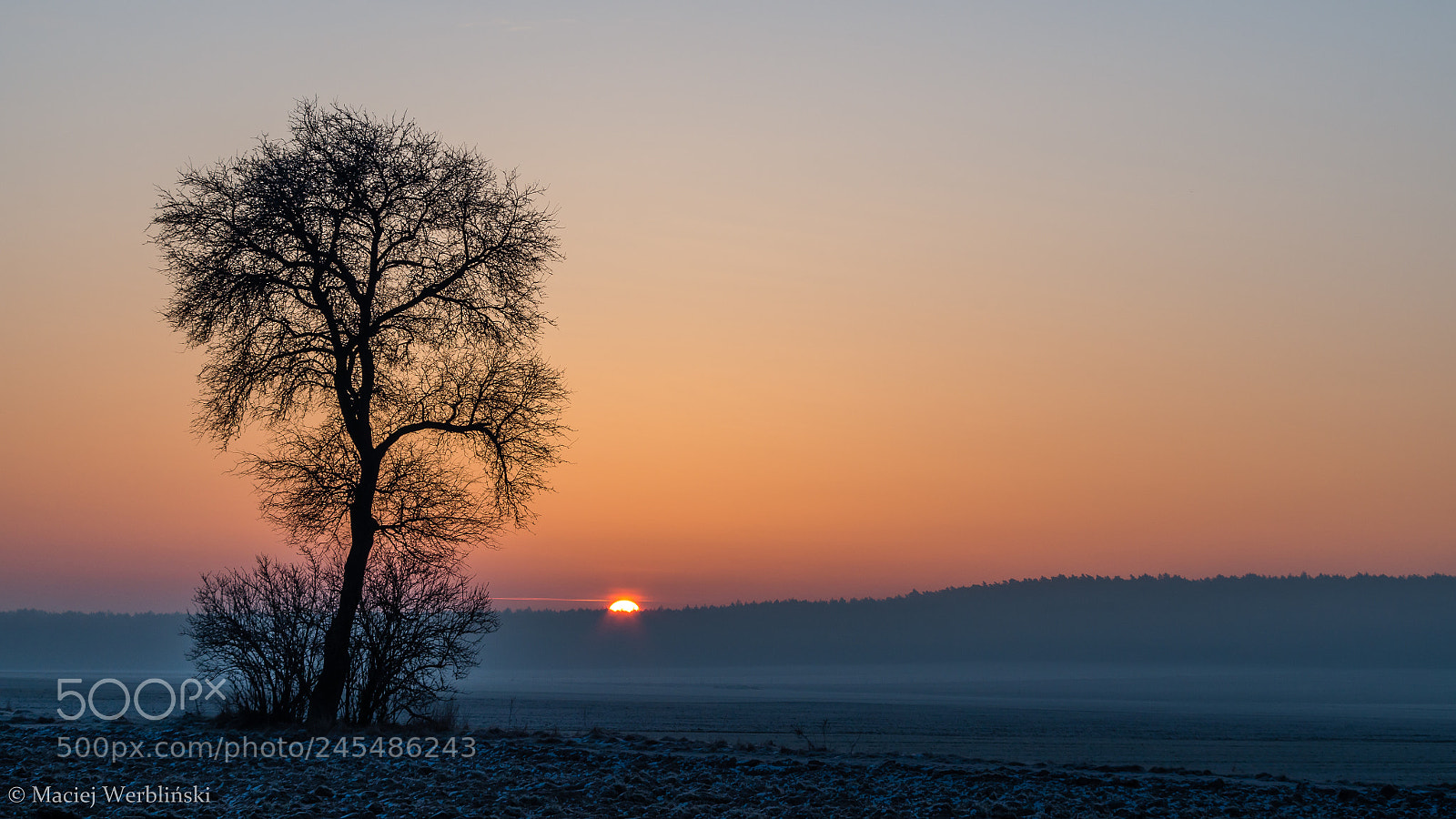 Pentax K-50 sample photo. Lonely tree at sunrise photography