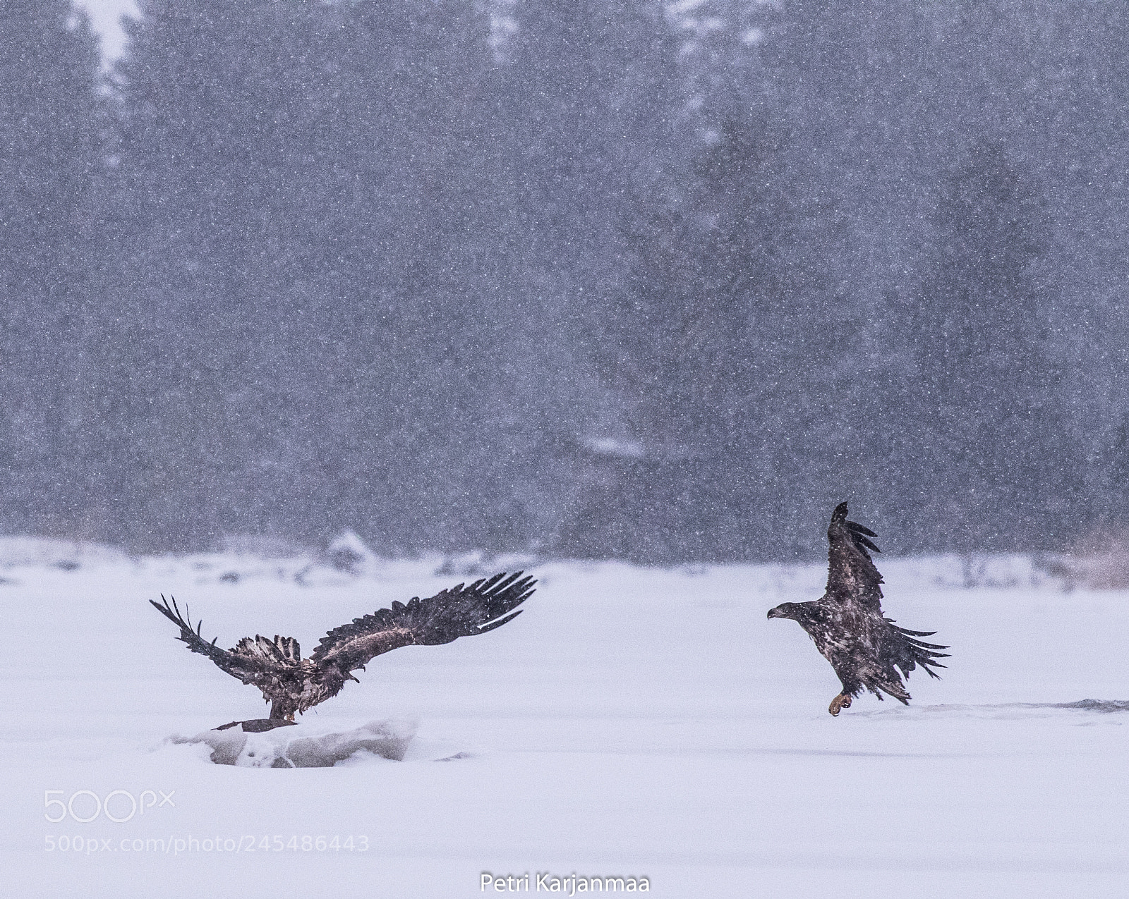 Canon EOS 7D Mark II sample photo. Northern nature photography