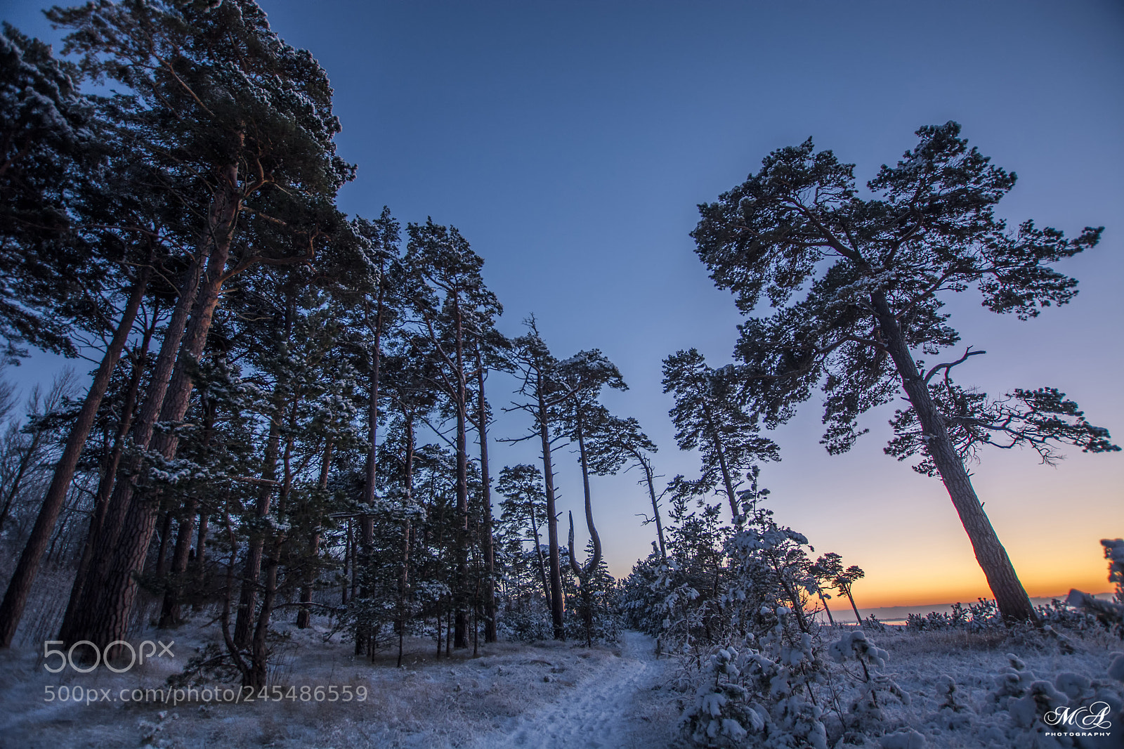 Nikon D7100 sample photo. Winter photography