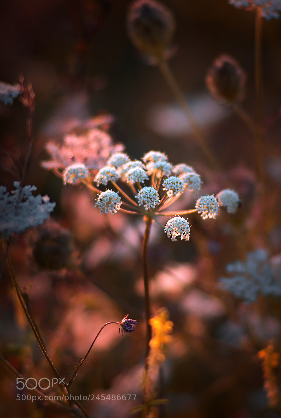 Nikon D610 sample photo. Meadow flower photography