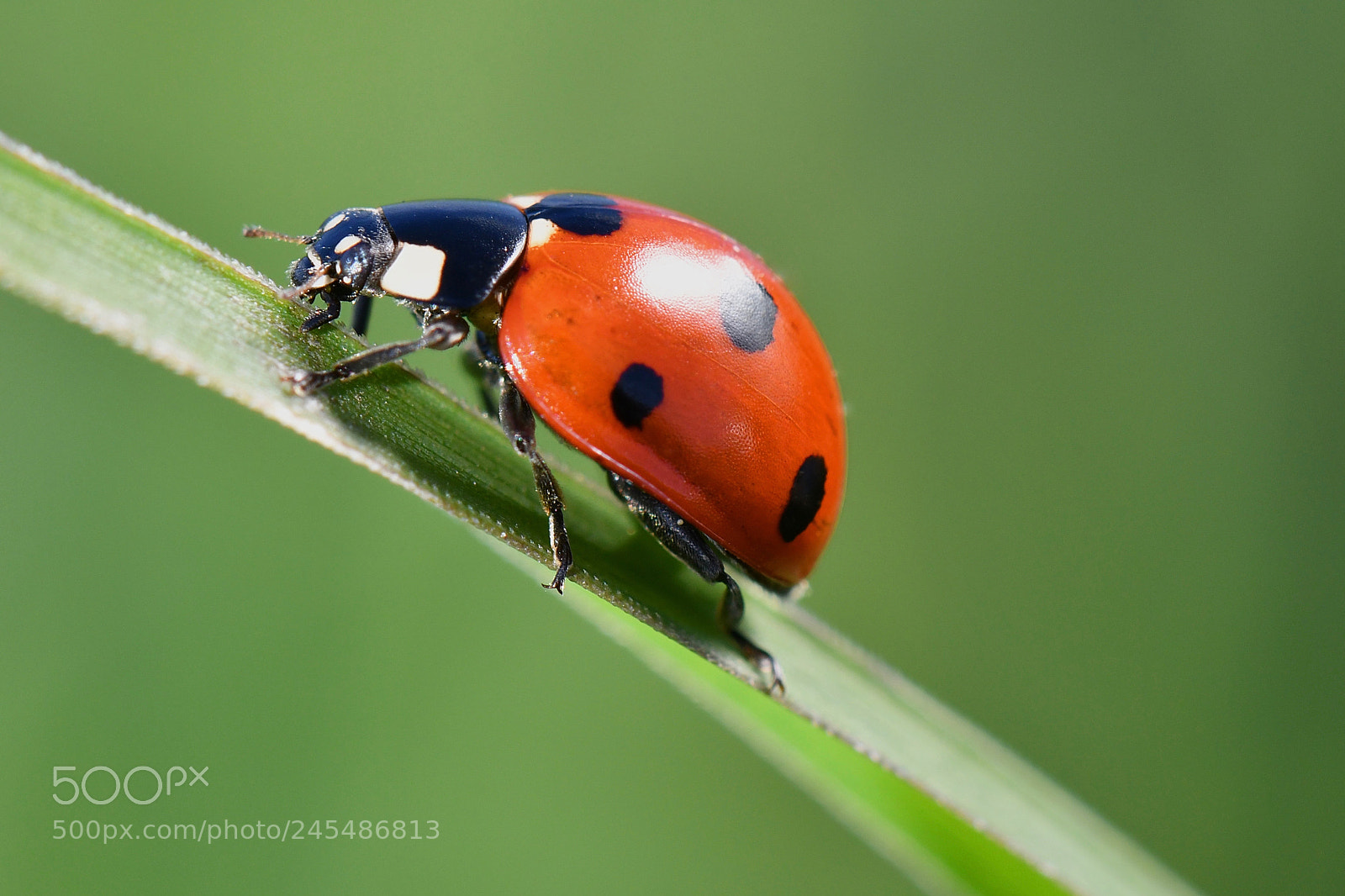 Nikon D500 sample photo. Happy ladybug photography