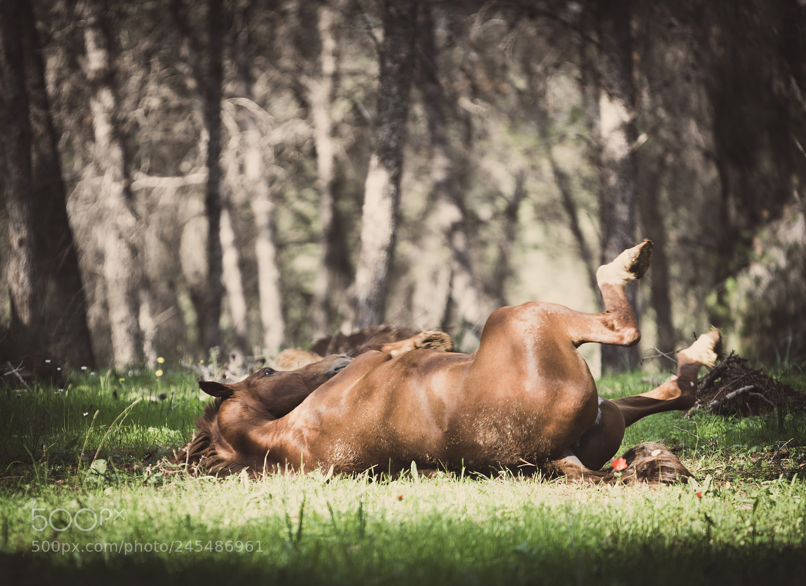 Nikon D810 sample photo. Fun in the sun photography
