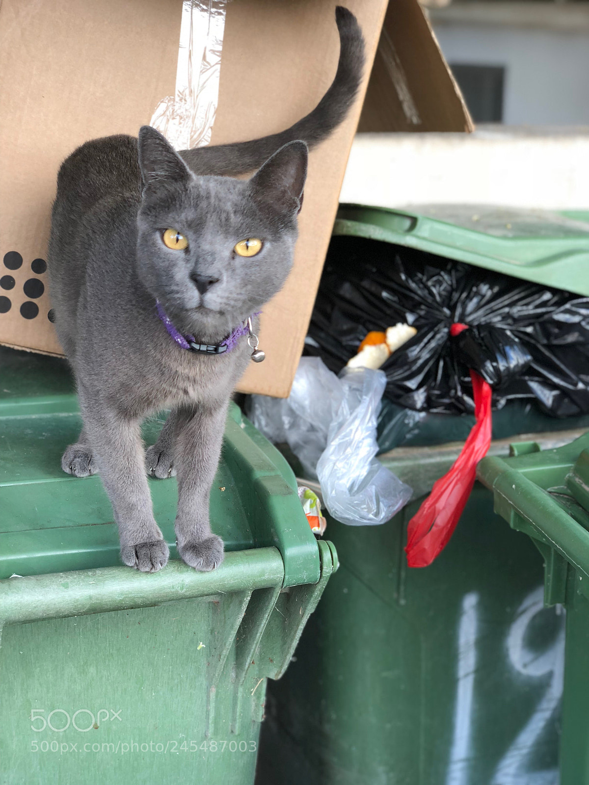 Apple iPhone X sample photo. Monochrome cat, polychrome garbage photography