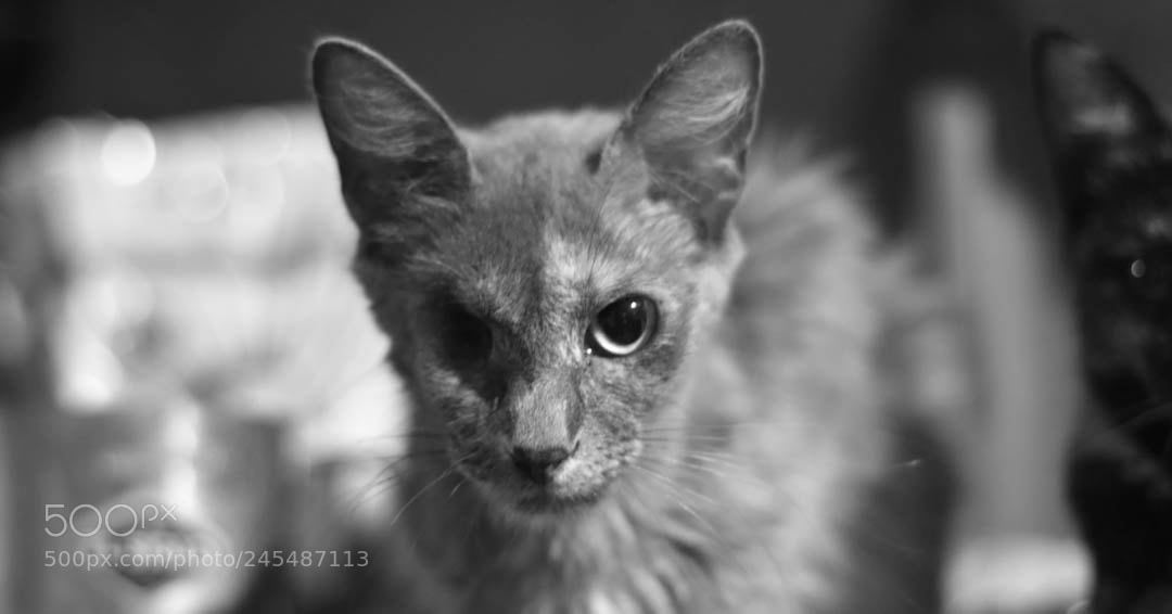 Nikon D5500 sample photo. Untitled photography
