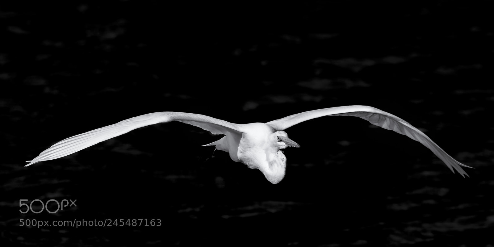 Nikon D810 sample photo. Grace in flight photography