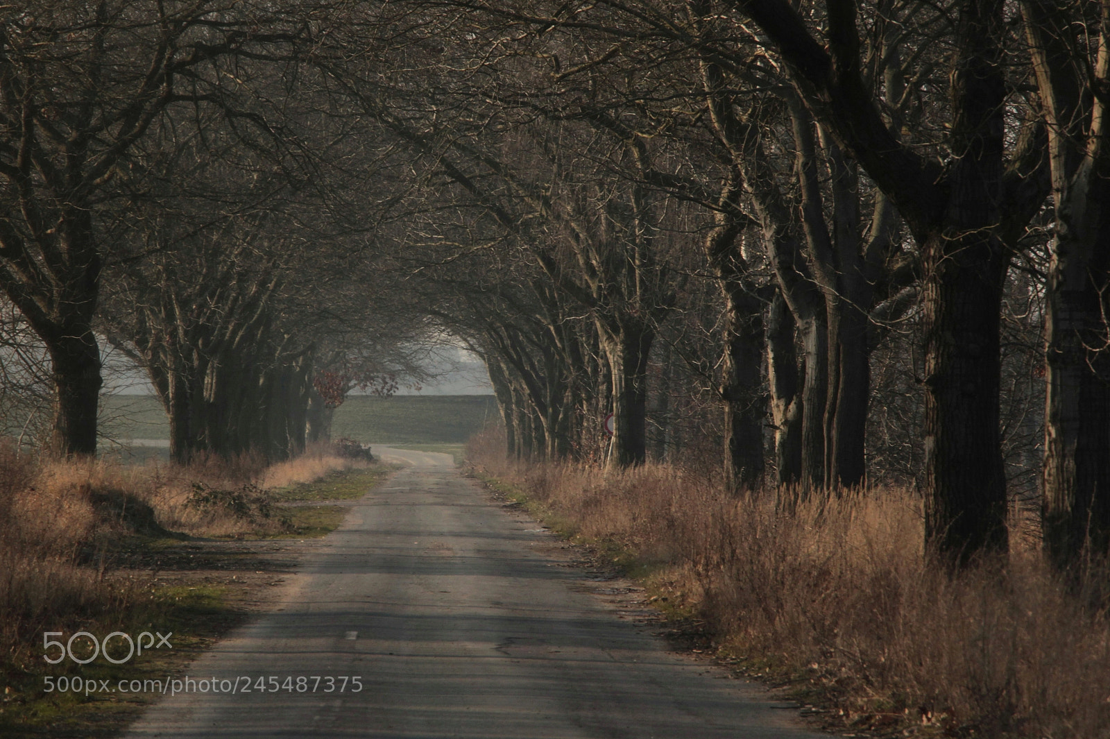 Canon EOS-1D Mark IV sample photo. Untitled photography
