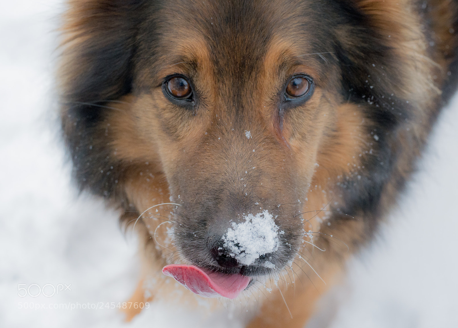 Panasonic DMC-G70 sample photo. The tast of snow photography