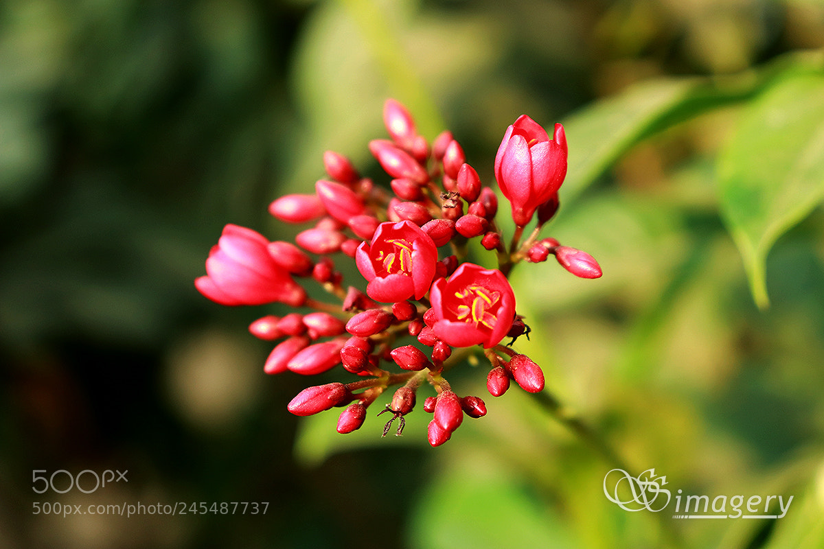 Canon EOS 200D (EOS Rebel SL2 / EOS Kiss X9) sample photo. Tiny flowers photography