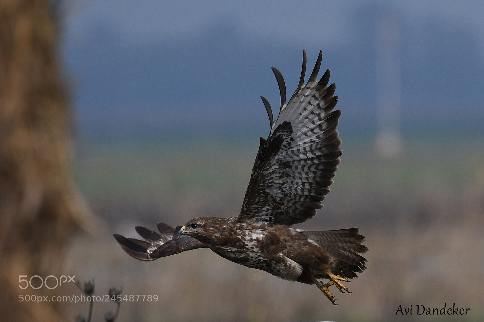 Nikon AF-S Nikkor 200-500mm F5.6E ED VR sample photo. Untitled photography
