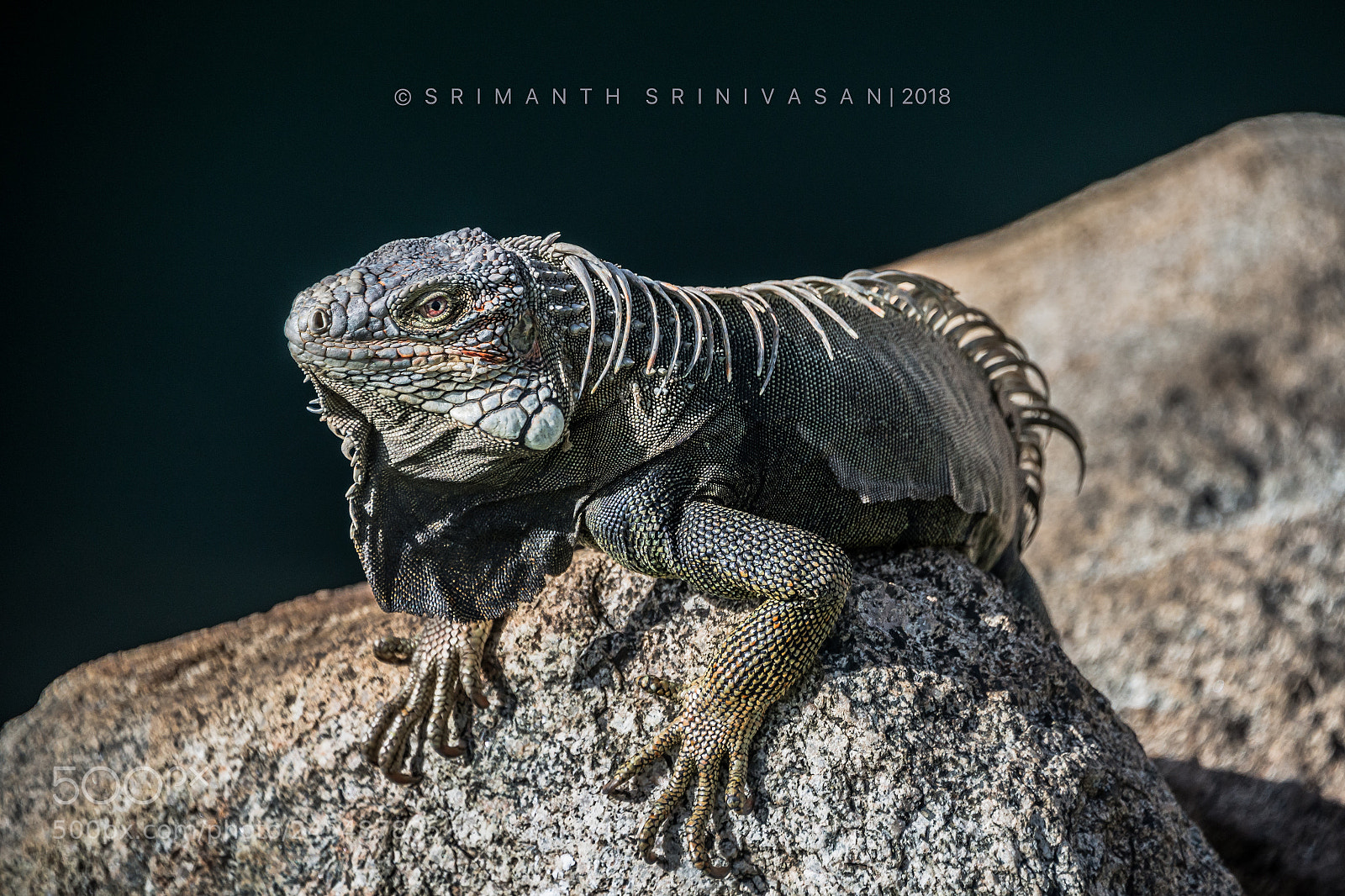 Nikon D610 sample photo. Iguana photography