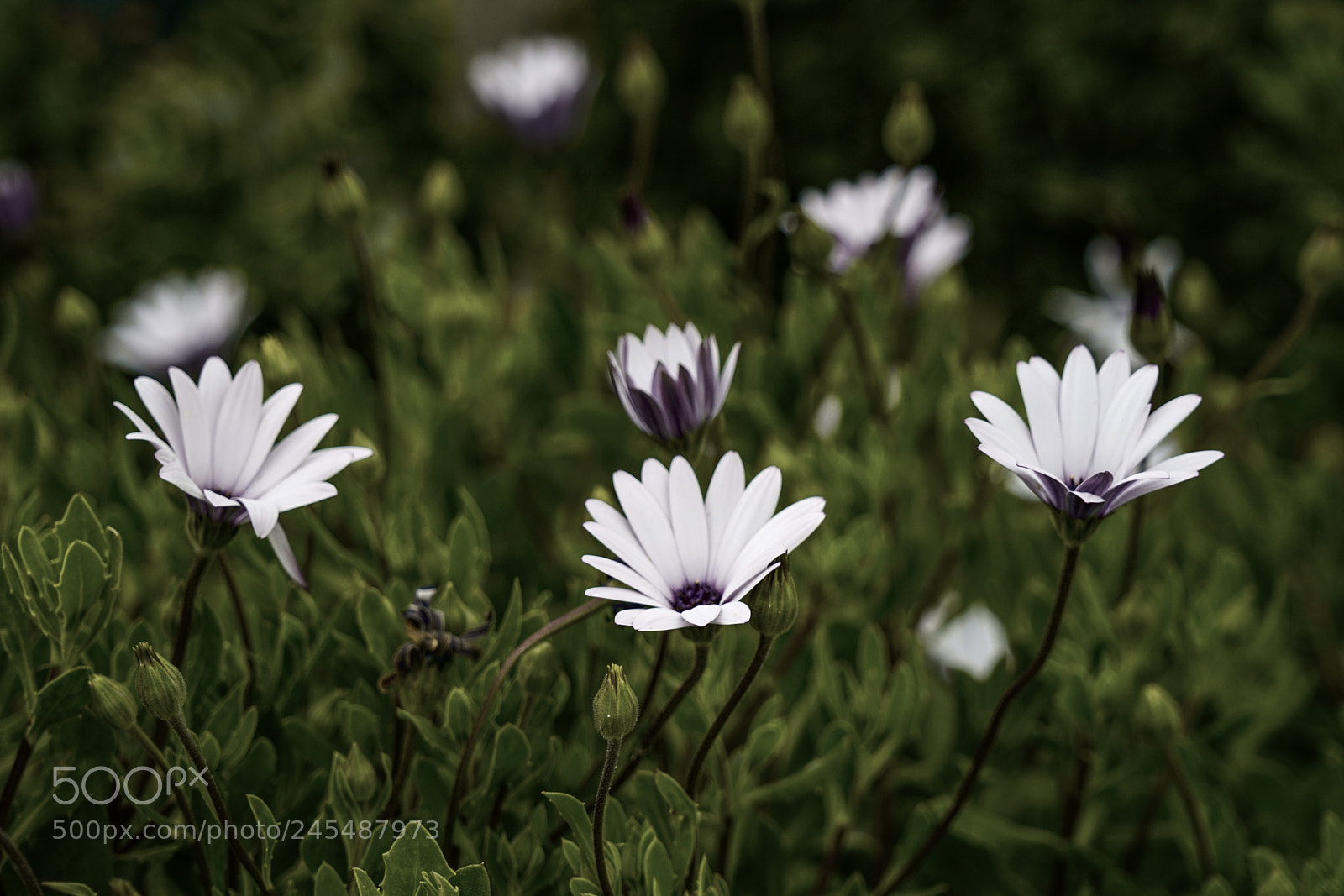 Sony a7R II sample photo. Spring flowers photography