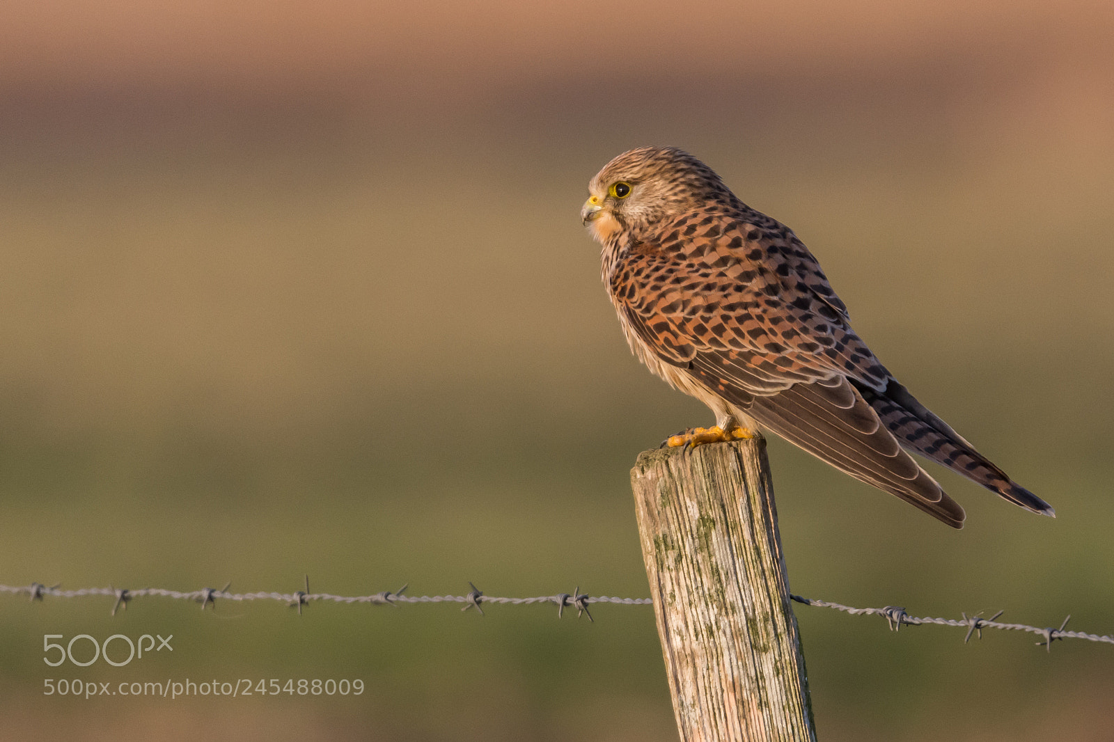 Nikon D7200 sample photo. Waiting kestrel photography