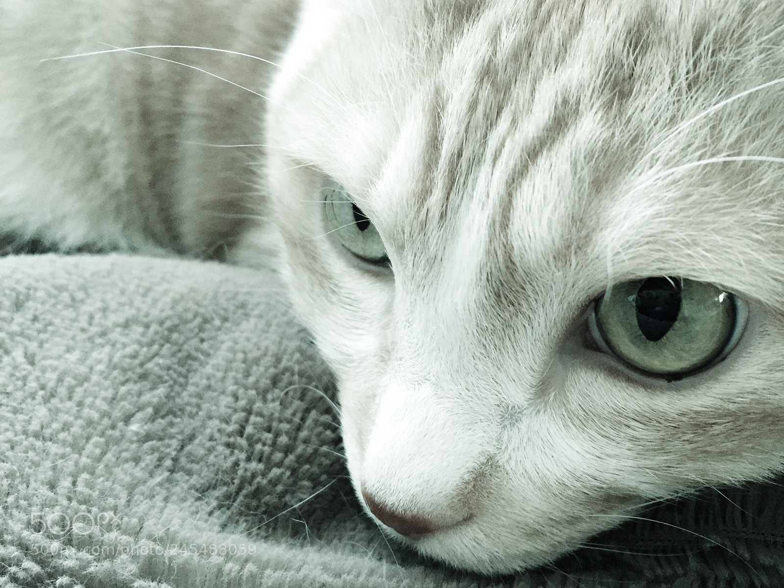 Apple iPhone 6 sample photo. My beloved cat. photography