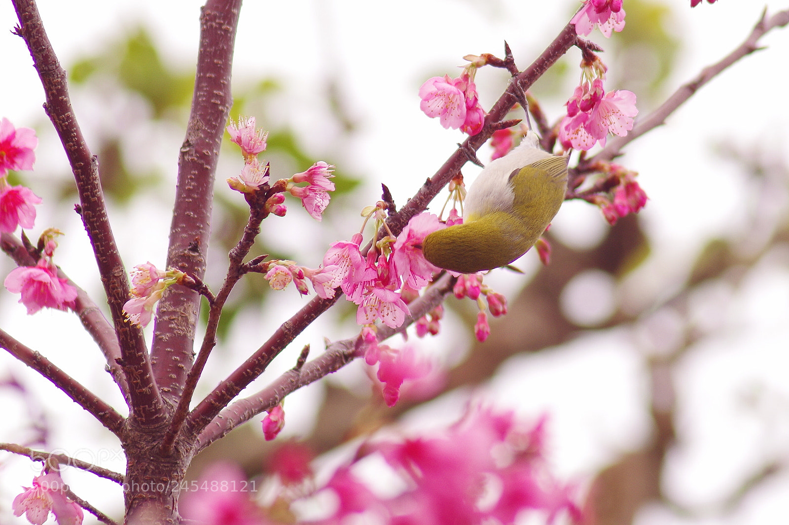 Pentax K-50 sample photo. Spring photography