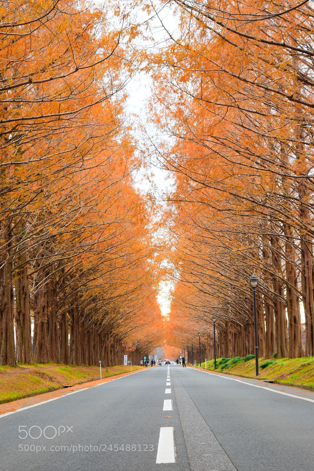 Nikon D5500 sample photo. ?shiga japan photography