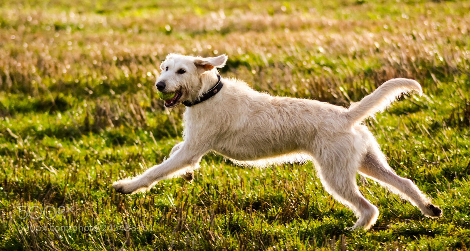 Nikon D7100 sample photo. Liva (labradoodle) photography